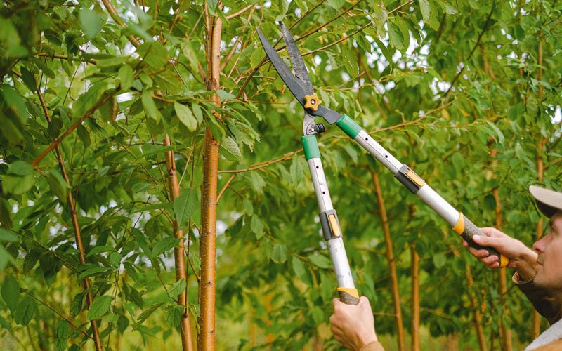 Tree trimming in Pell Lake, WI