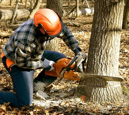 Tree Removal in Pell Lake, WI